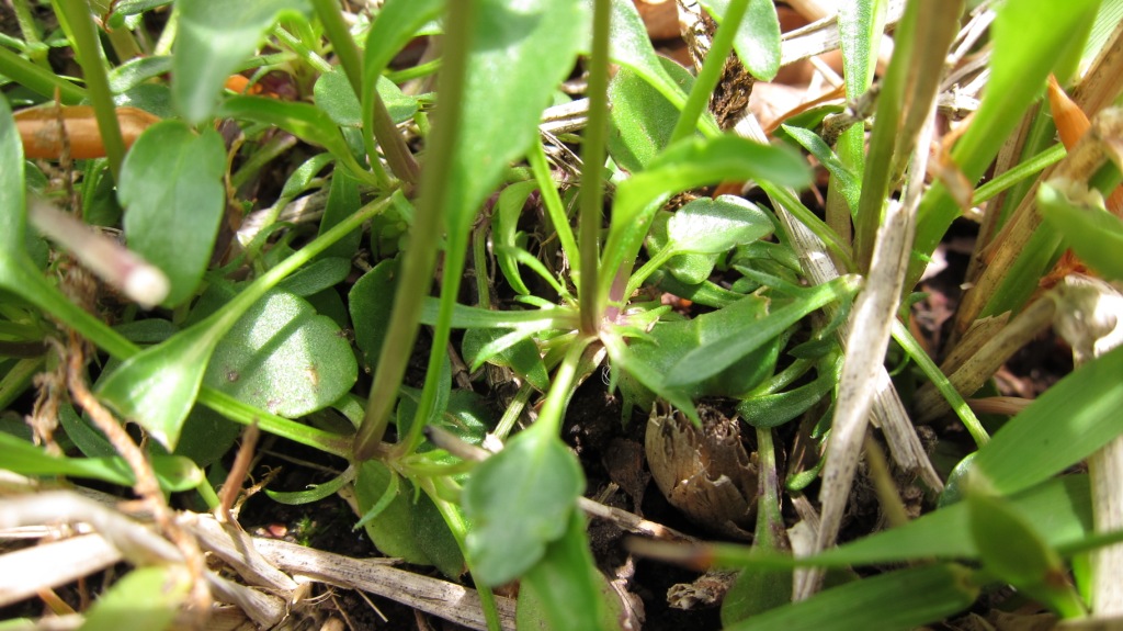 Viola cassinensis (=Viola pseudogracilis) / Viola di Montecassino